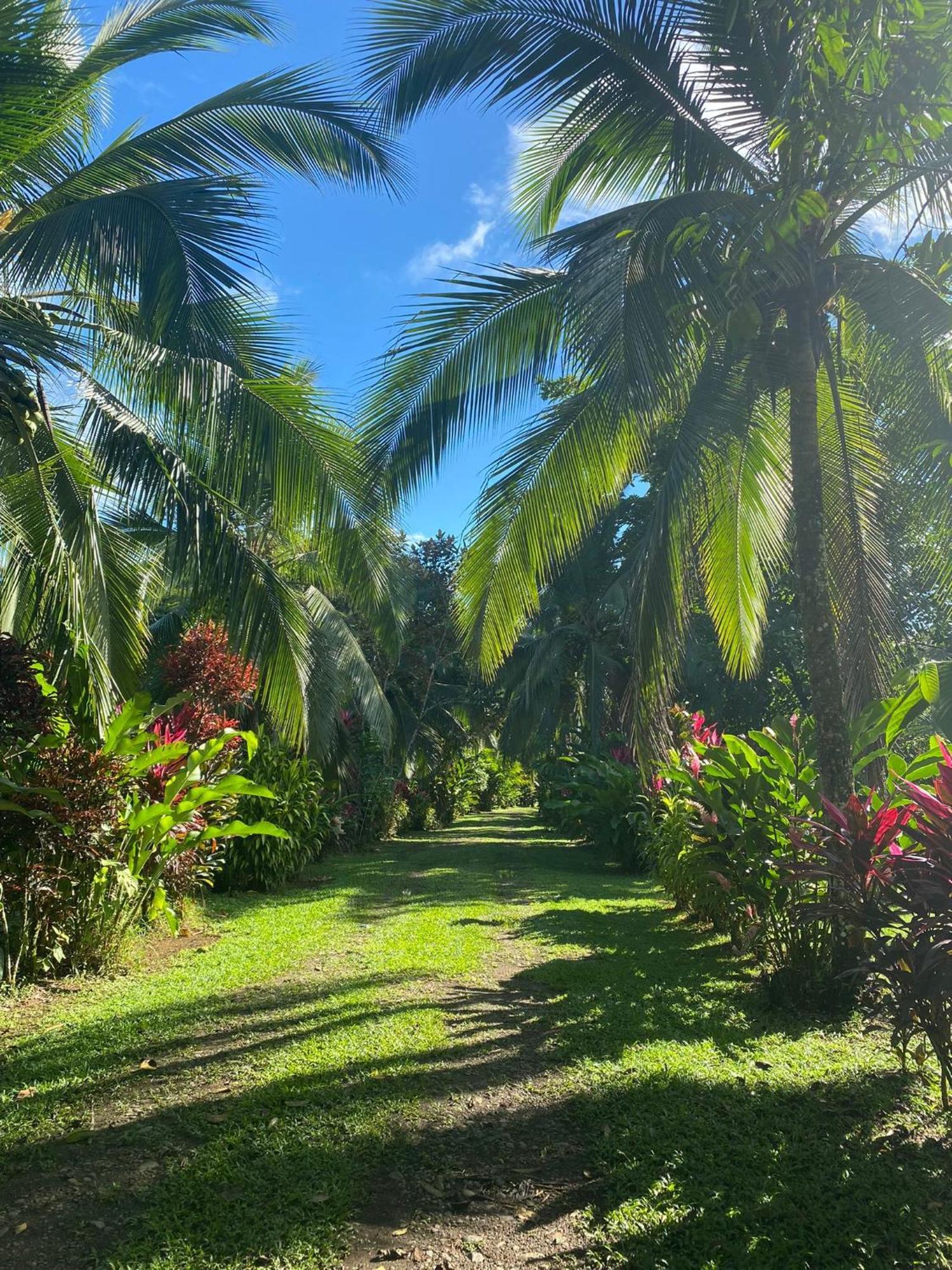 Puerto Viejo de Sarapiqui Finca La Paz - Sarapiqui מראה חיצוני תמונה